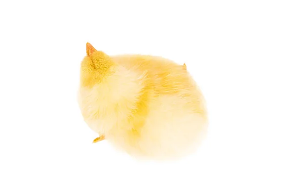 Yellow chicken, top view — Stock Photo, Image