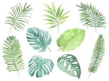 Tropikal yaprakların suluboya seti. Tasarımınız için tropikal yaprak tasviri.