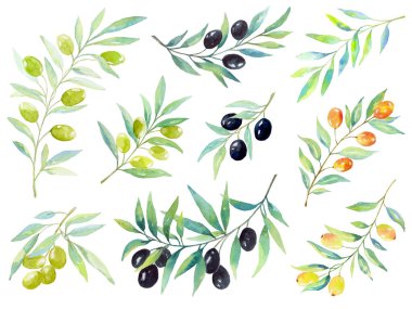 Zeytin dallarının suluboya seti, dekoratif böğürtlen ve yaprakların dalları.