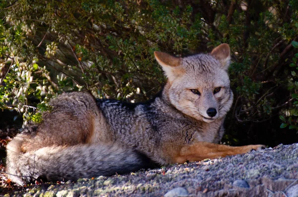 Zorro Colorado Patagonico Del Sur Argentina — Foto de Stock