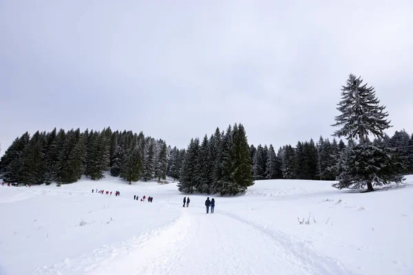 Erholungsgebiet Der Straße Zwischen Der Hütte Trei Brazi Und Der — Stockfoto