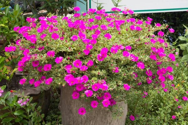 Purple Portulaca oleracea Flower on flower pot. — Stock Photo, Image