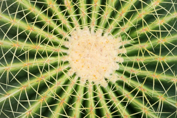 Close up of thorn cactus flower. — Stock Photo, Image