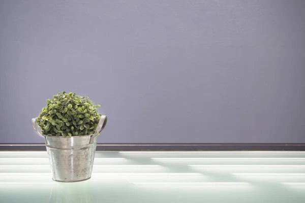 Mesa de gafas con árbol enano en maceta . — Foto de Stock