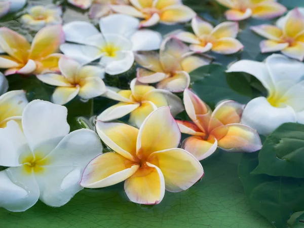 Bela flor Plumeria ser imerso em água. conceito de natur — Fotografia de Stock