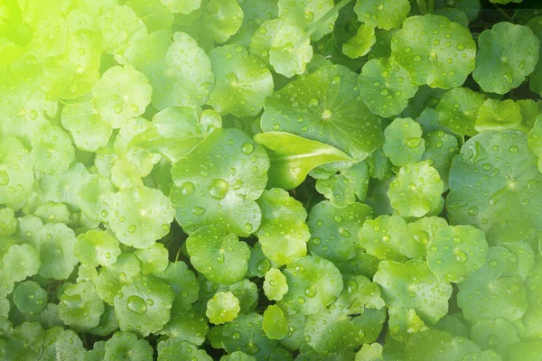 Gros Plan Goutte Eau Sur Fond Feuille Asiatique Verte Avec — Photo