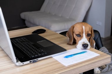 Beagle dog bir dizüstü bilgisayar, bir kağıt ve bir kalem ile bir masada oturur. Sıkıcı bir bakış. ev kavramında çalışma.