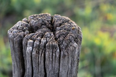 Yaşlı çatlak kütük. Arka plan bulanık. Bokeh. makro çekim.