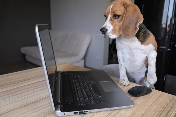 Beagle dog bir dizüstü bilgisayar, bir kağıt ve bir kalem ile bir masada oturur. Sıkıcı bir bakış. ev kavramında çalışma.