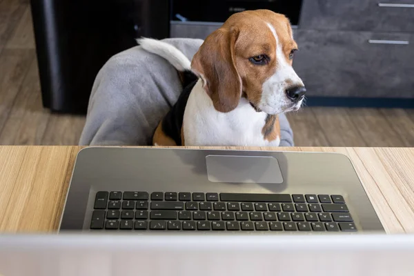 Beagle dog bir dizüstü bilgisayar, bir kağıt ve bir kalem ile bir masada oturur. Sıkıcı bir bakış. ev kavramında çalışma.