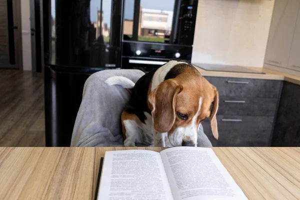 Carino Cane Beagle Siede Tavolo Leggere Libro Sguardo Annoiato Concetto — Foto Stock
