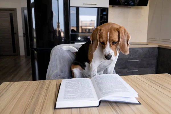 Carino Cane Beagle Siede Tavolo Leggere Libro Sguardo Annoiato Concetto — Foto Stock