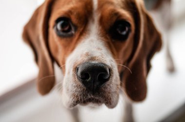 Beagle köpek fotoğrafı. Yakın plan. Burnunu kapat. Bulanık beyaz arka plan. Hayvan koruma kavramı