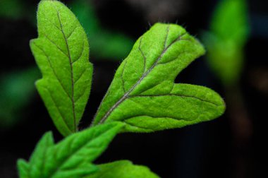 Parlak yeşil domates yaprağı dokusu. Makro çekim. sağlıklı beslenme konsepti. mavimsi.
