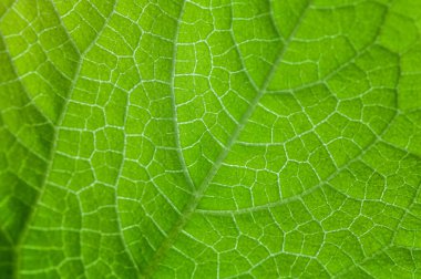 Parlak yeşil salatalık yaprağı dokusu. Makro çekim. sağlıklı yeme kavramı