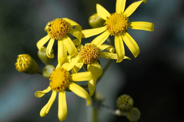Sarı Karahindiba Çiçeğinin Macro Fotoğrafı Arka Plan Bulanık Ekran Koruyucu — Stok fotoğraf