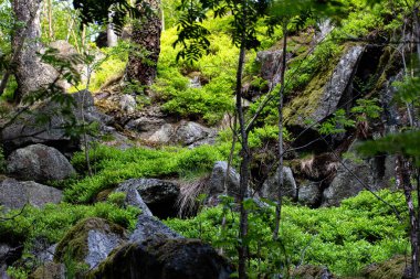 Kayalıklardaki genç böğürtlen çalıları - Sleza Dağı - Aşağı Silezya - Polonya