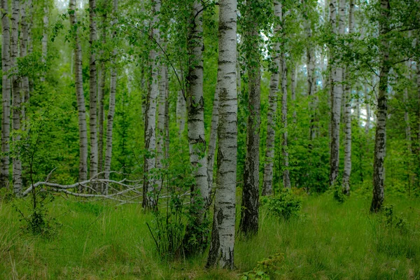 Djupet Björkskog Dolnoslaskie Polen Bagieniec — Stockfoto