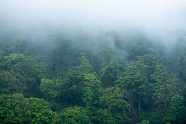 Yoğun sis ormanı yutar. Yeşil uzun ağaçlar. Doğa. Yağmur yağar.