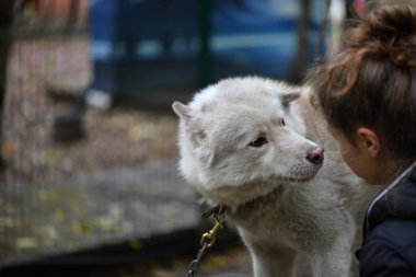 Hüzünlü ve üzgün, zeki yüzlü, sahibinin gelmesini bekleyen.