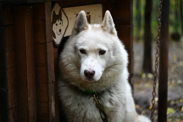 Husky Branco Com Uma Cara Inteligente Perto Cabine Esperando Proprietário — Fotografia de Stock