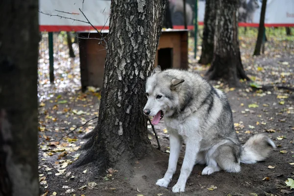 Husky Branco Com Uma Cara Inteligente Perto Cabine Esperando Proprietário — Fotografia de Stock