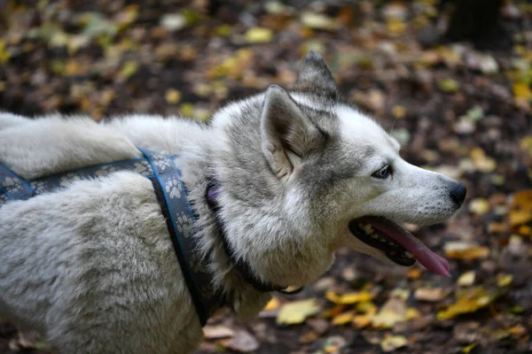 White Husky Walks Forest Owner Leash — Stock Photo, Image