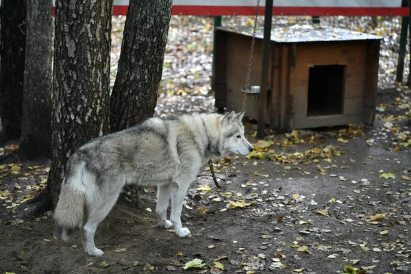 White Husky Smart Face Booth Waiting Owner Walk — Stock Photo, Image