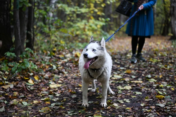 White Husky Walks Forest Owner Leash — Stock Photo, Image