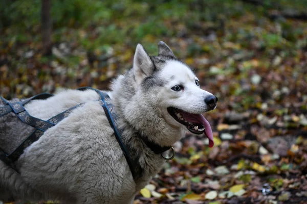 Bílý Husky Procházky Lese Majitelem Vodítku — Stock fotografie