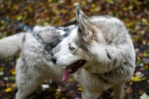 White Husky Walks Forest Owner Leash — Stock Photo, Image