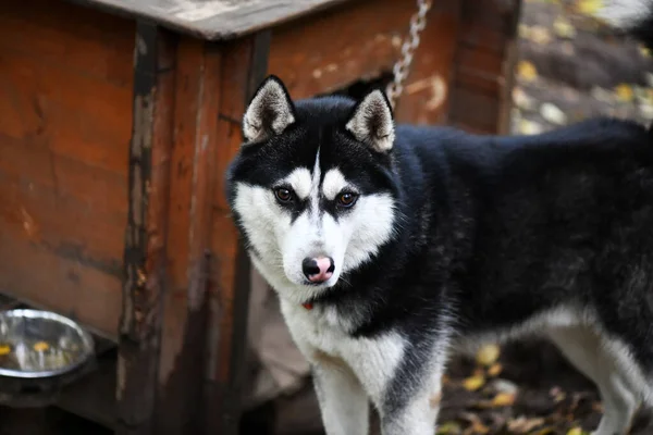 Black White Husky Smart Face Waiting Owner Walk — Stock Photo, Image