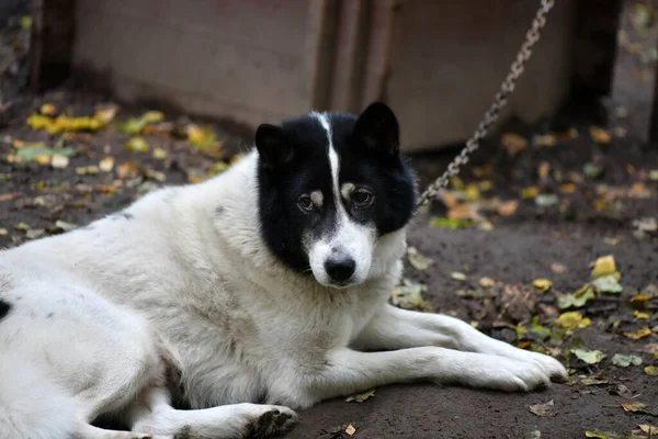 Sad Sad Husky Smart Face Anticipation Arrival Owner — Stock Photo, Image