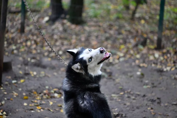 Triste Triste Husky Com Uma Cara Inteligente Antecipação Chegada Proprietário — Fotografia de Stock