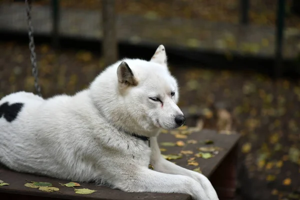 Sad Sad Husky Smart Face Anticipation Arrival Owner — Stock Photo, Image