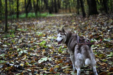Zeki yüzlü, mavi gözlü kahverengi beyaz kurt sahibine sadakatle bakar.