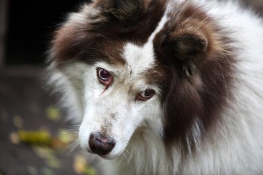 Hüzünlü ve üzgün, zeki yüzlü, sahibinin gelmesini bekleyen.