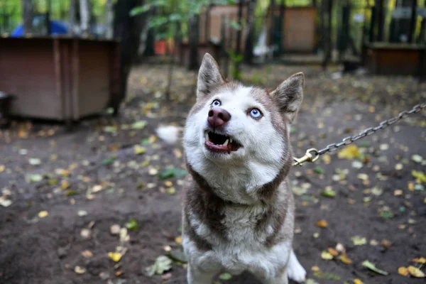 Triste Triste Husky Com Uma Cara Inteligente Antecipação Chegada Proprietário — Fotografia de Stock