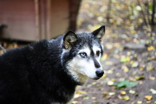 Traurig Und Traurig Husky Mit Einem Klugen Gesicht Erwartung Der — Stockfoto