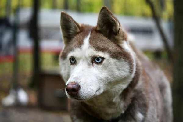 Hnědobílý Husky Elegantním Obličejem Modrýma Očima Věrně Hledí Majitele — Stock fotografie