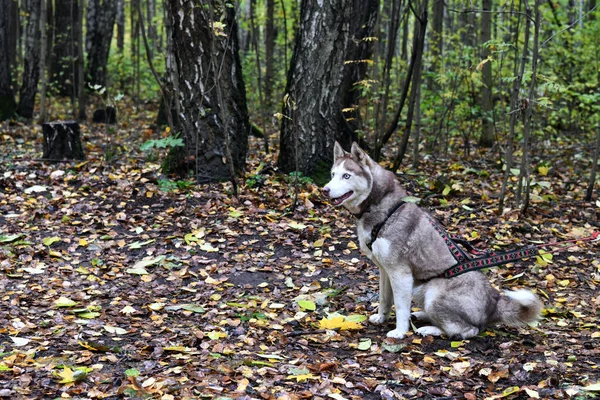 Коричнево Біла Хаскі Розумним Обличчям Блакитними Очима Вірно Дивиться Господаря — стокове фото