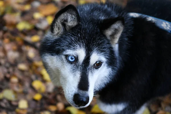 Černý Bílý Husky Chytrým Obličejem Odlišnýma Očima — Stock fotografie