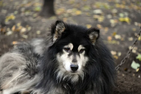 Sad Sad Husky Smart Face Anticipation Arrival Owner — Stock Photo, Image