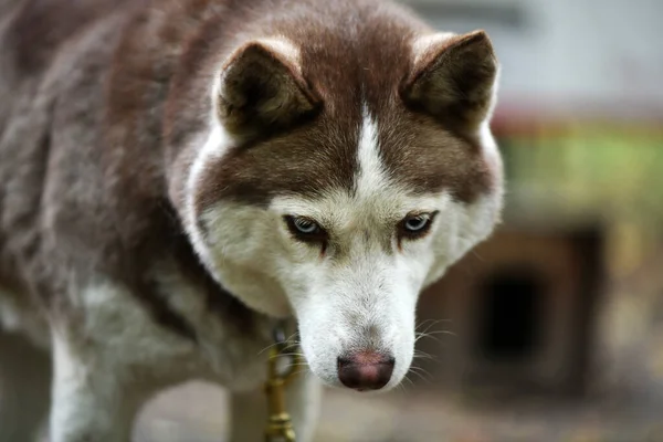 Sad Sad Husky Smart Face Anticipation Arrival Owner — Stock Photo, Image