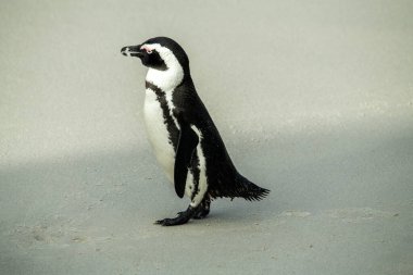 Gözlüklü penguen etrafta dolaşıyor ve dikkatlice kumsalını inceliyor.