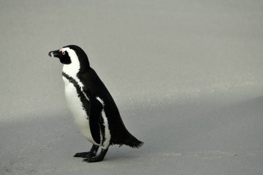 Gözlüklü penguen etrafta dolaşıyor ve dikkatlice kumsalını inceliyor.
