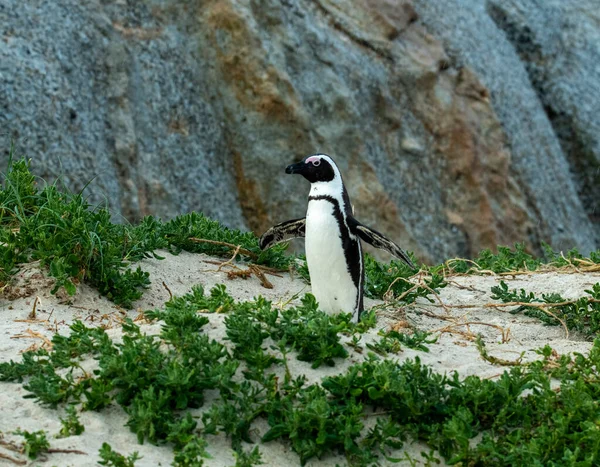 Glasögon Pingvin Promenader Runt Och Noggrant Inspekterar Sin Strand — Stockfoto
