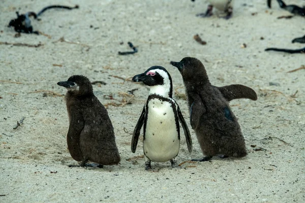Młode Pingwiny Uczą Się Dorosłego Życia Plaży Rodzinnej — Zdjęcie stockowe