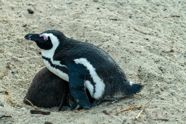 Νεαροί Πιγκουίνοι Μαθαίνουν Ενήλικη Ζωή Στην Οικογενειακή Παραλία — Φωτογραφία Αρχείου