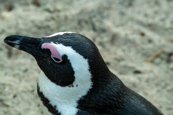 Γυαλισμένο Πιγκουίνος Περπατά Γύρω Και Ελέγχει Προσεκτικά Την Παραλία Του — Φωτογραφία Αρχείου